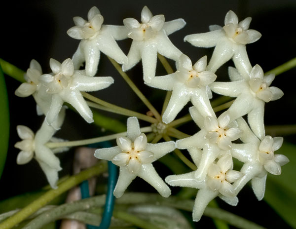 Hoya pimentelliana rotad kp hos Plantanica webbutik