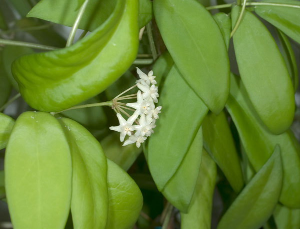 Hoya pimentelliana orotad kp hos Plantanica webbutik