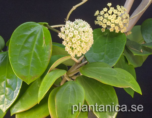 Hoya pottsii rotad kp hos Plantanica webbutik