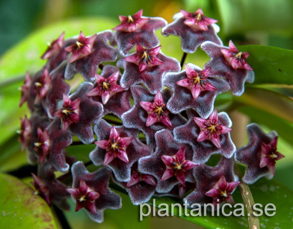 Hoya pubicalyx Hawaian Royal Purple IML 56 rotad kp hos Plantanica webbutik