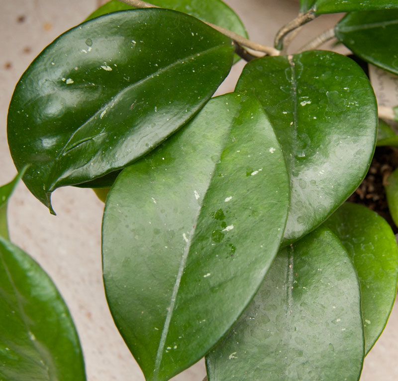 Hoya pubicalyx Jungle Garden orotad kp hos Plantanica webbutik