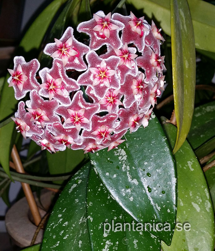 Hoya pubicalyx Pink Silver rotad kp hos Plantanica webbutik