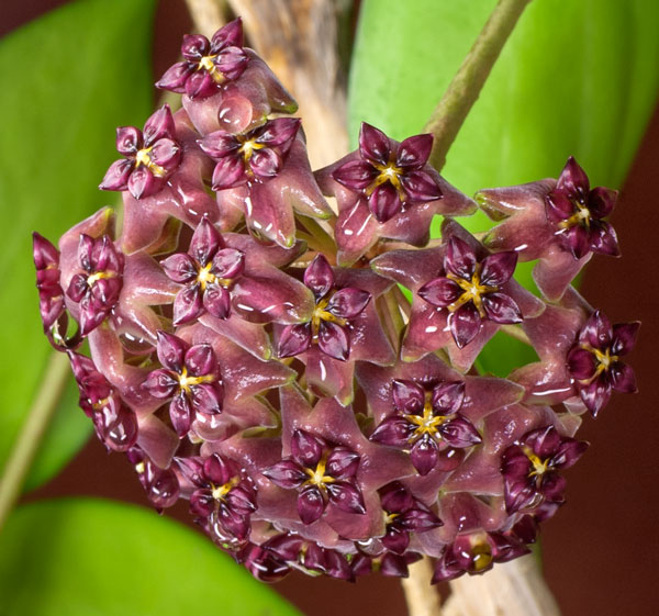 Hoya purpureo-fusca IML 728 orotad kp hos Plantanica webbutik