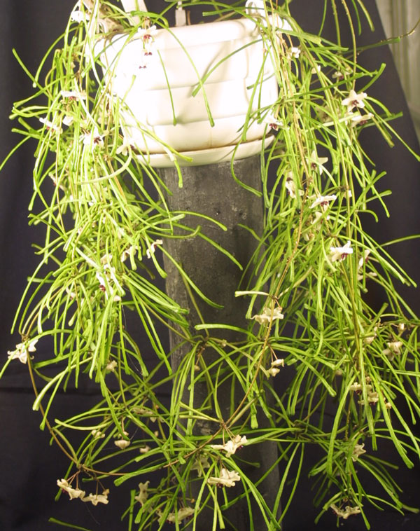 Hoya retusa orotad kp hos Plantanica webbutik