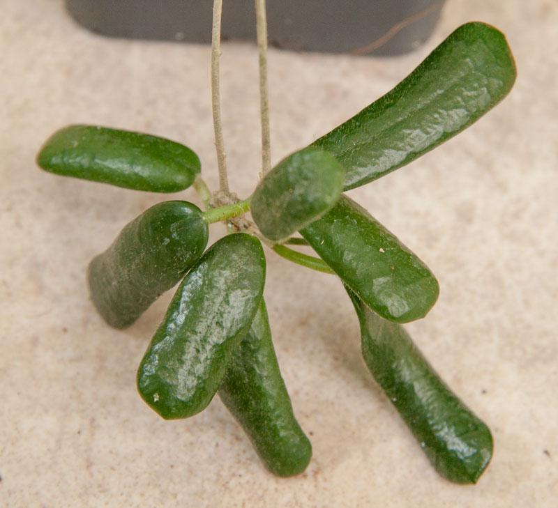 Hoya rotundiflora orotad kp hos Plantanica webbutik