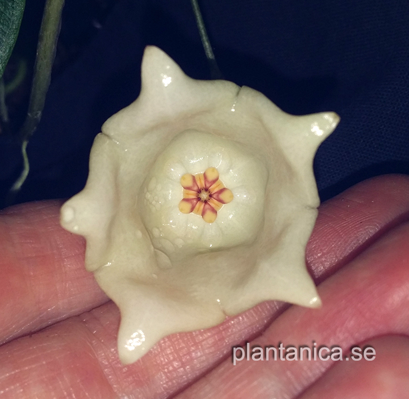 Hoya sammannaniana - rotad kp hos Plantanica webbutik