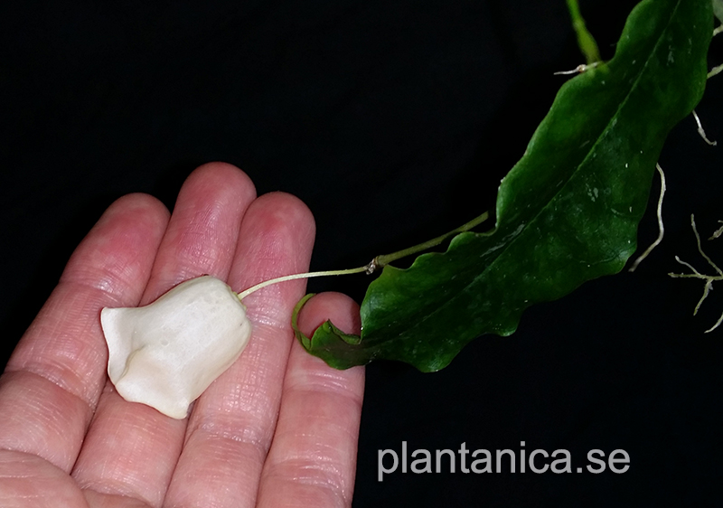 Hoya sammannaniana - orotad kp hos Plantanica webbutik