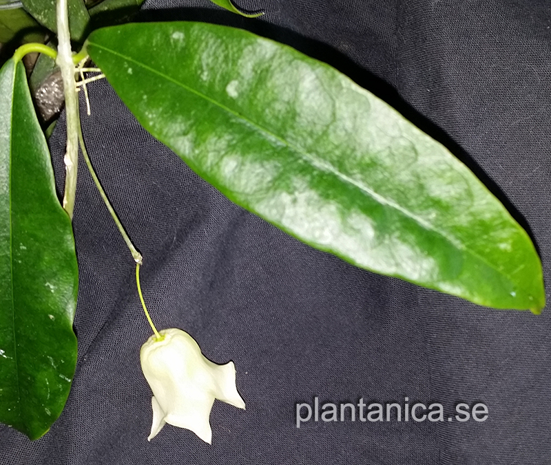 Hoya sammannaniana - orotad kp hos Plantanica webbutik