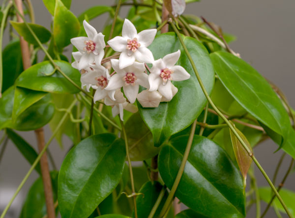 Hoya schneii orotad kp hos Plantanica webbutik