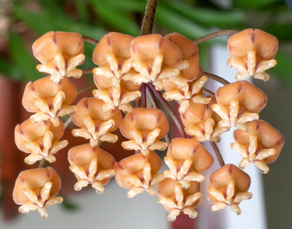 Hoya sigillatis rotad kp hos Plantanica webbutik