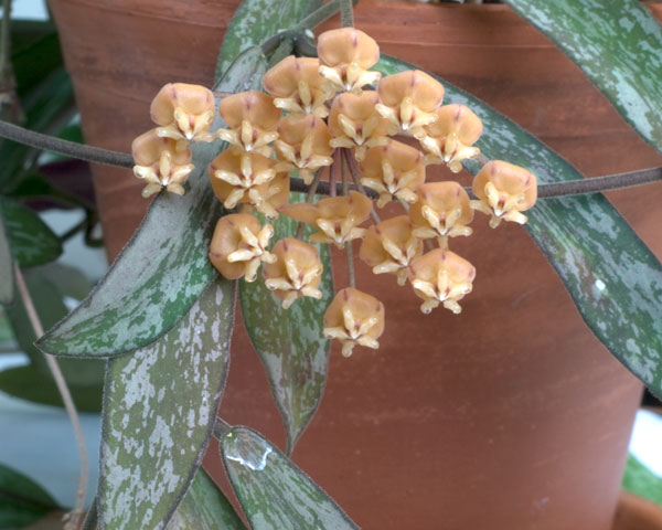 Hoya sigillatis orotad kp hos Plantanica webbutik