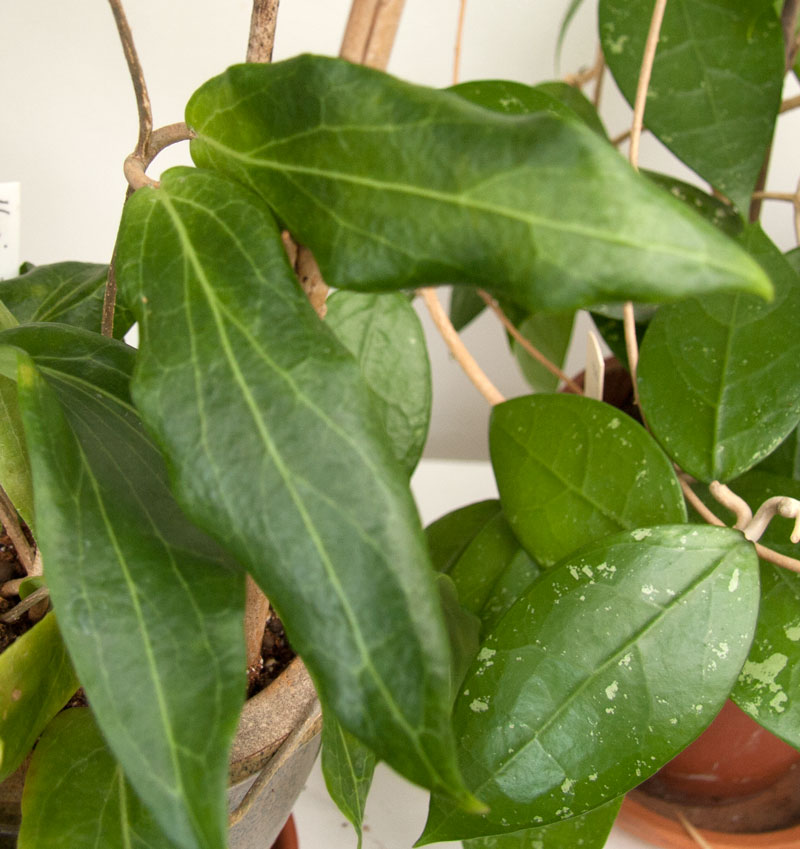 Hoya siariae orotad kp hos Plantanica webbutik