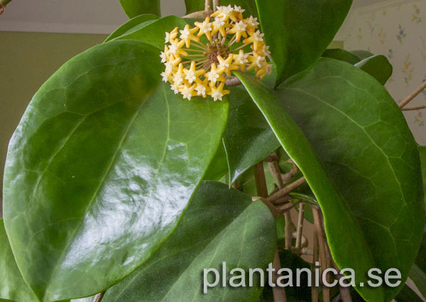 Hoya surigaoensis EG 00897 rotad kp hos Plantanica webbutik