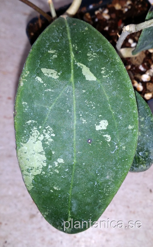 Hoya sp aff Rintzii Borneo rotad kp hos Plantanica webbutik