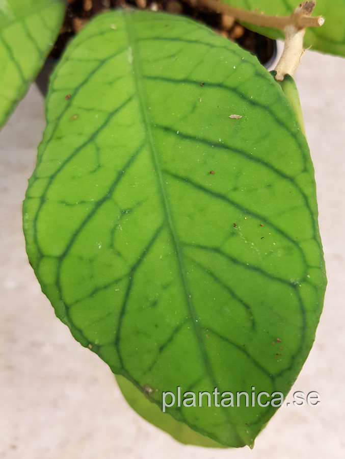 Hoya sp Borneo bl - rotad kp hos Plantanica webbutik