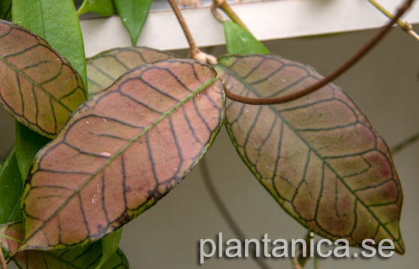 Hoya sp Borneo Gunung Gading rotad kp hos Plantanica webbutik