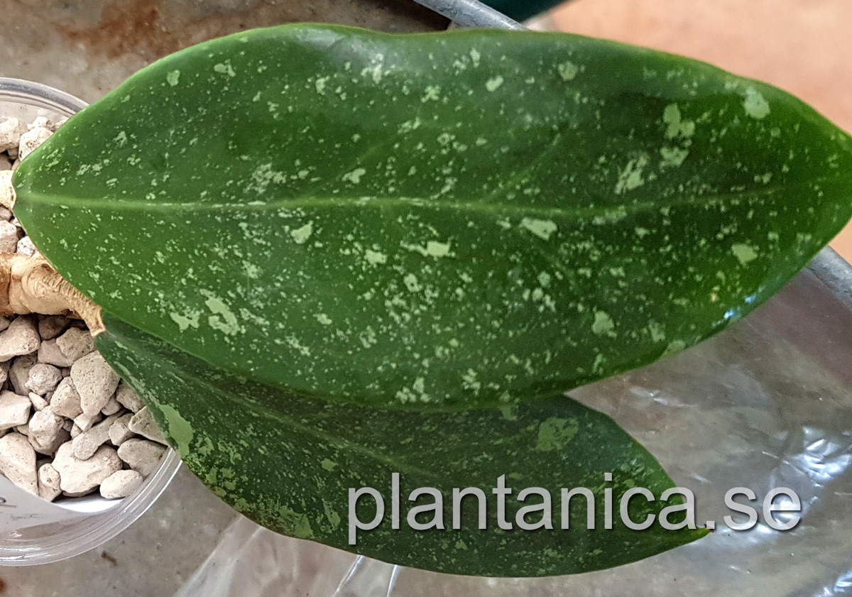 Hoya sp EPC-600 - rotad kp hos Plantanica webbutik