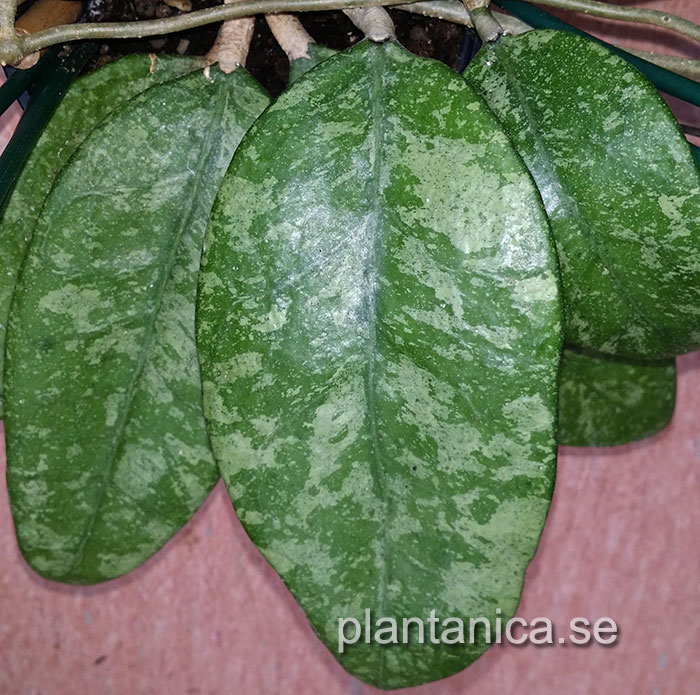 Hoya sp Ko Chang Island IML1508 - orotad kp hos Plantanica webbutik