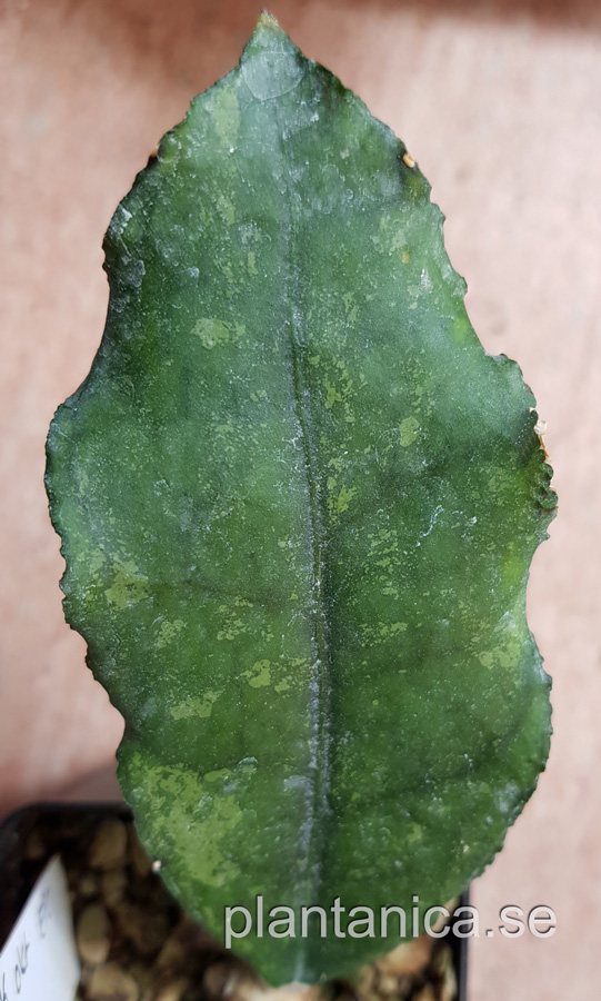 Hoya sp Nakornsriammarach EPC-207- rotad kp hos Plantanica webbutik