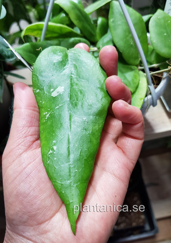 Hoya sp Pahang EPC-651- rotad kp hos Plantanica webbutik