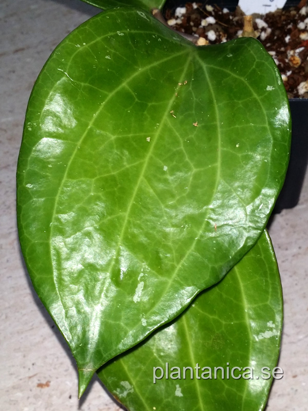 Hoya sp Sarawak pink - rotad kp hos Plantanica webbutik