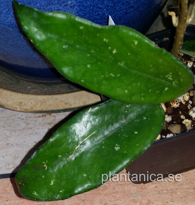 Hoya sp Vietnamn - rotad kp hos Plantanica webbutik