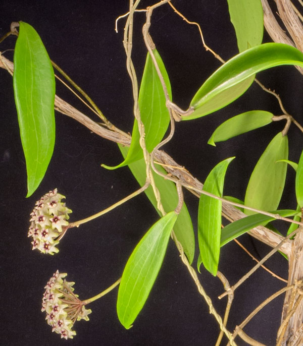 Hoya sp Bulusan rotad kp hos Plantanica webbutik