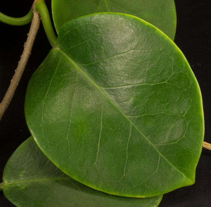 Hoya sp Tonga rotad kp hos Plantanica webbutik