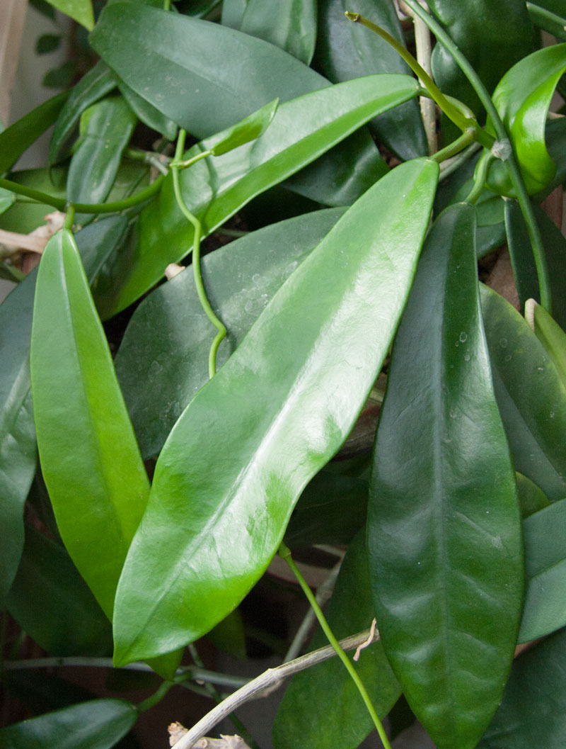 Hoya treubiana rotad kp hos Plantanica webbutik