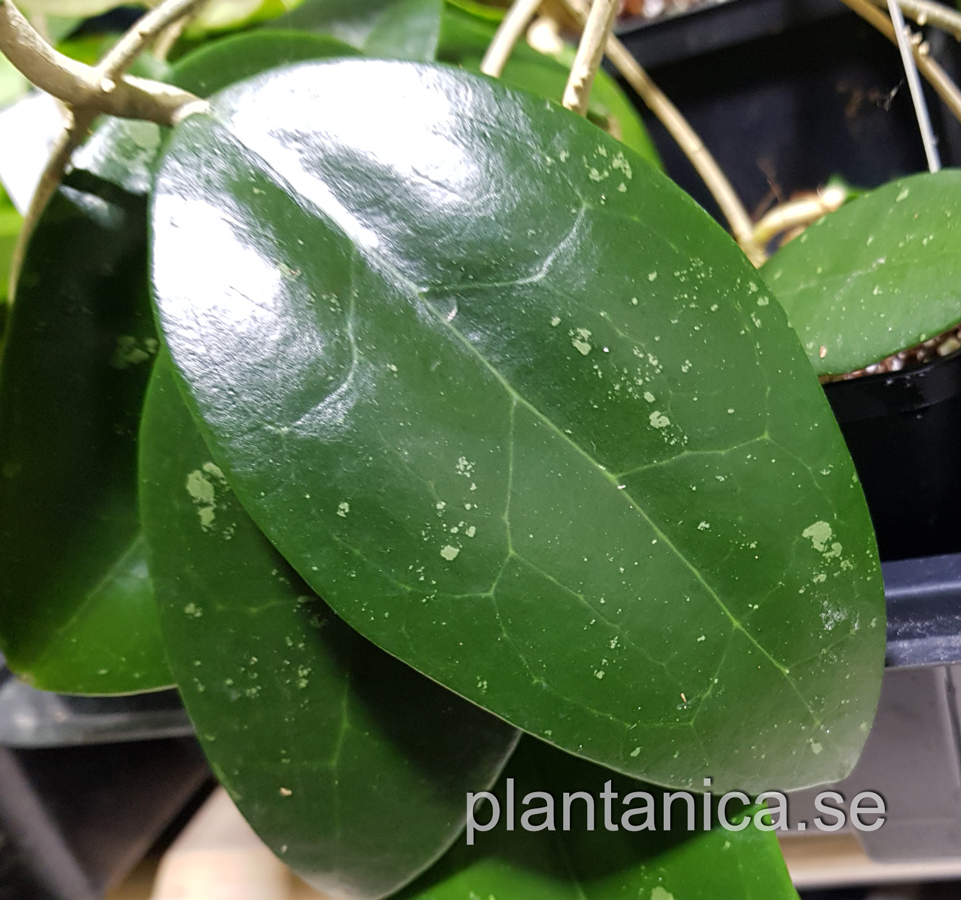 Hoya verticillata TN 10-008 - aff- rotad kp hos Plantanica webbutik