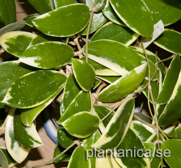 Hoya verticillata albomarginata rotad kp hos Plantanica webbutik