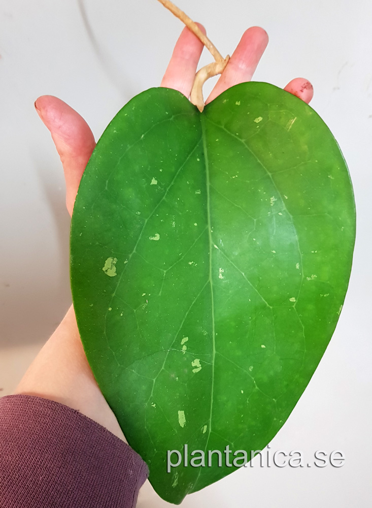 Hoya vitellina IML 87 rotad kp hos Plantanica webbutik