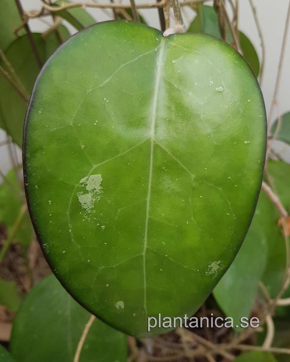 Hoya vitellina IML 87 rotad kp hos Plantanica webbutik