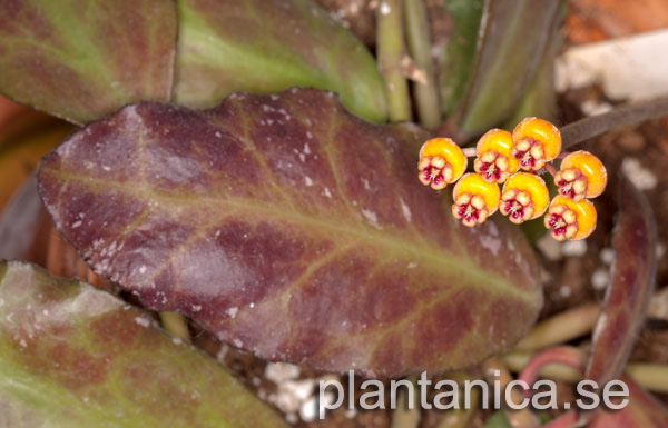 Hoya waymaniae rotad kp hos Plantanica webbutik