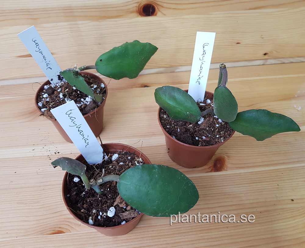 Hoya waymaniae rotad kp hos Plantanica webbutik