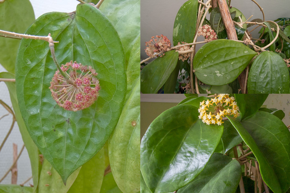 Storbladiga Hoya paketet - 5 st kp hos Plantanica webbutik