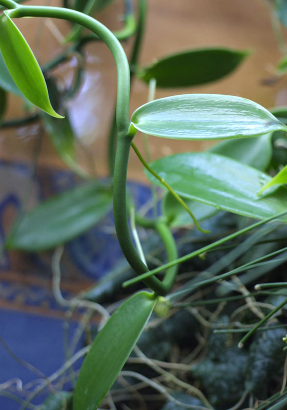 Vanilla planifolia- Vaniljorkide - orotad kp hos Plantanica webbutik