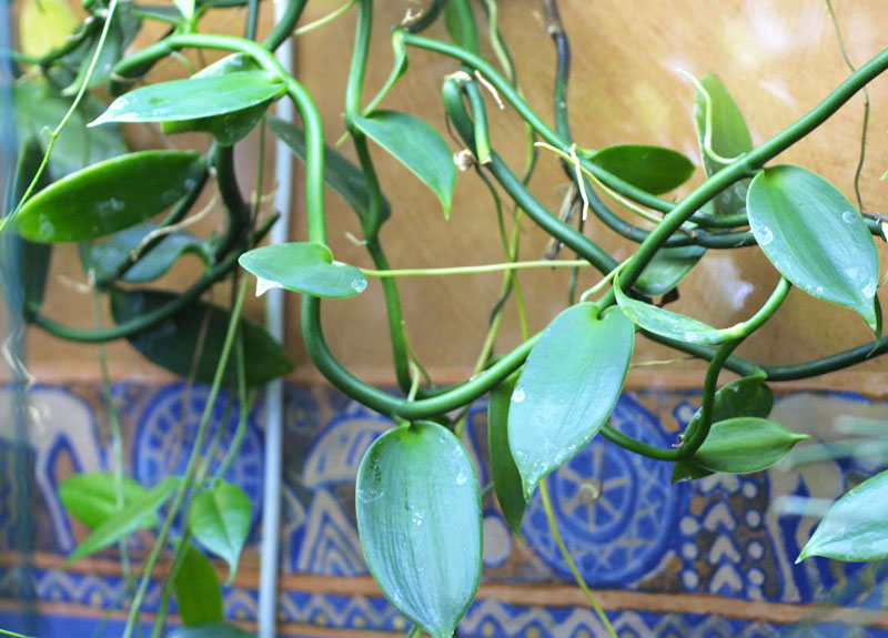 Vanilla planifolia- Vaniljorkide - orotad kp hos Plantanica webbutik