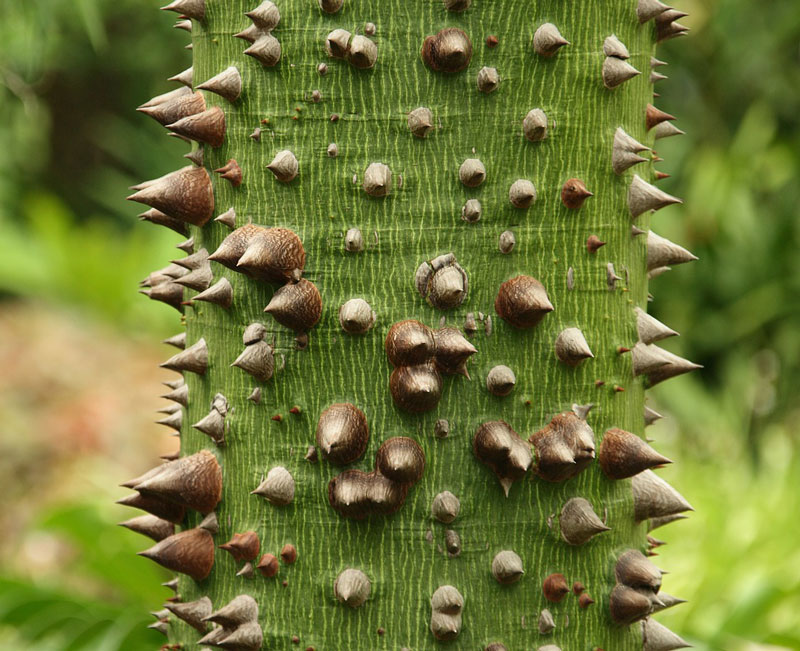 Ceiba pentandra - Kapoktrd - Silkestrd - fr kp hos Plantanica webbutik