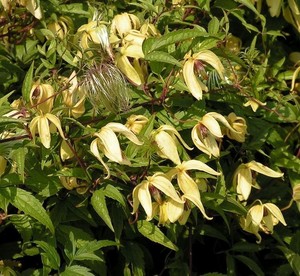 Clematis serratifolia - fr kp hos Plantanica webbutik