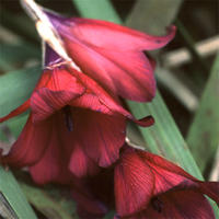 Dierama pulcherrimum 'BlackBird' - nglametsp - fr kp hos Plantanica webbutik