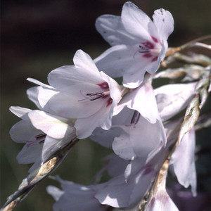 Dierama pulcherrimum 'SnowBells' - nglametsp - fr kp hos Plantanica webbutik
