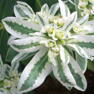 Euphorbia marginata 'Kilimanjaro - fr kp hos Plantanica webbutik