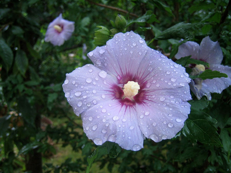 Hibiscus syriacus - Frilands hibiscus - fr kp hos Plantanica webbutik