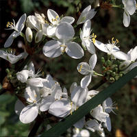 Libertia grandiflora - fr kp hos Plantanica webbutik