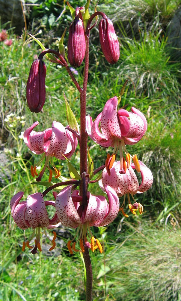 Lilium martagon - Rosa Krollilja - fr kp hos Plantanica webbutik