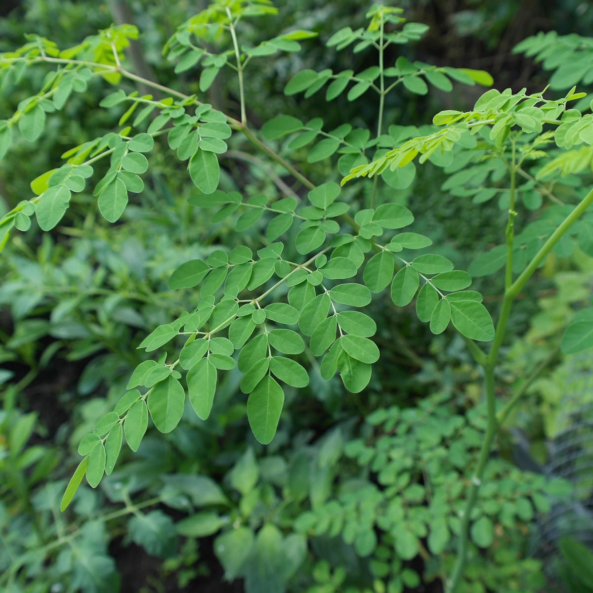 Moringa oleifera - Pepparrotstrd - fr kp hos Plantanica webbutik