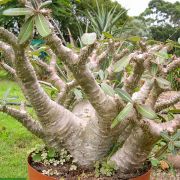 Pachypodium rosulatum ssp cactipes - fr kp hos Plantanica webbutik