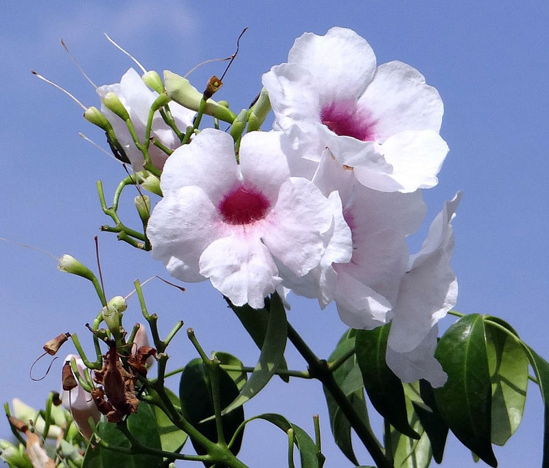 Pandorea jasminoides rosea - Rosa Jasmin Pandorea - fr kp hos Plantanica webbutik