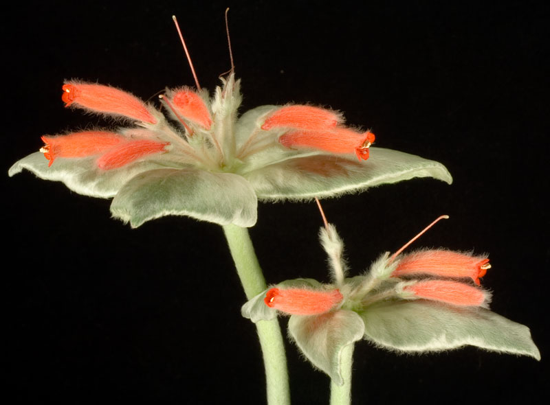 Sinningia Rechsteineria leucotricha - fr kp hos Plantanica webbutik